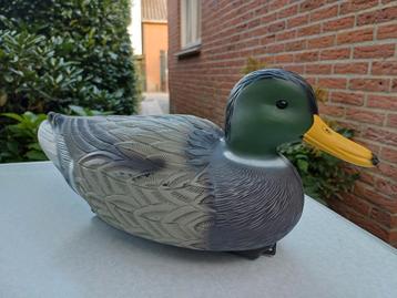 Zéér mooie mannelijke (woerden) lokeenden! beschikbaar voor biedingen