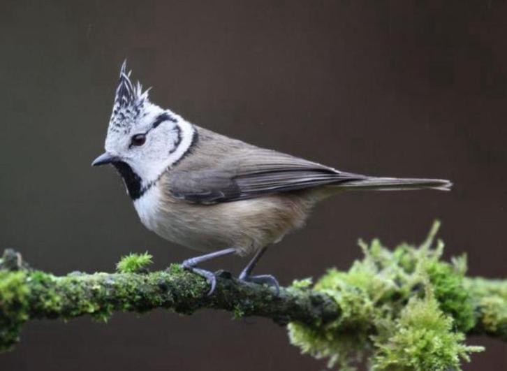 Kuifmees, Dieren en Toebehoren, Vogels | Overige Vogels, Wildzangvogel, Geringd
