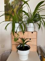 Rif Planten voor Goed Doel - Set van 3, Overige soorten, Vaste plant, Ophalen of Verzenden, Halfschaduw