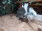 Pauwstaart, Meerdere dieren, Kip