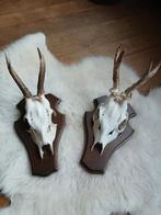 Gewei set van 2 echte ree geweitjes, Ophalen of Verzenden