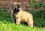 Tervuurse/ tervuerense herder pups uit hobbyfok, België, Particulier, Rabiës (hondsdolheid), 8 tot 15 weken