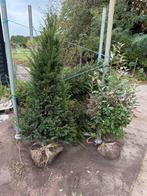 Taxus bomen mooi vol hoog 150cm goede kluit 2 types, Ophalen, Taxus, Haag, 100 tot 250 cm