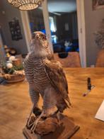 2 Opgezette sperwers, Verzamelen, Dierenverzamelingen, Ophalen of Verzenden, Vogel, Opgezet dier