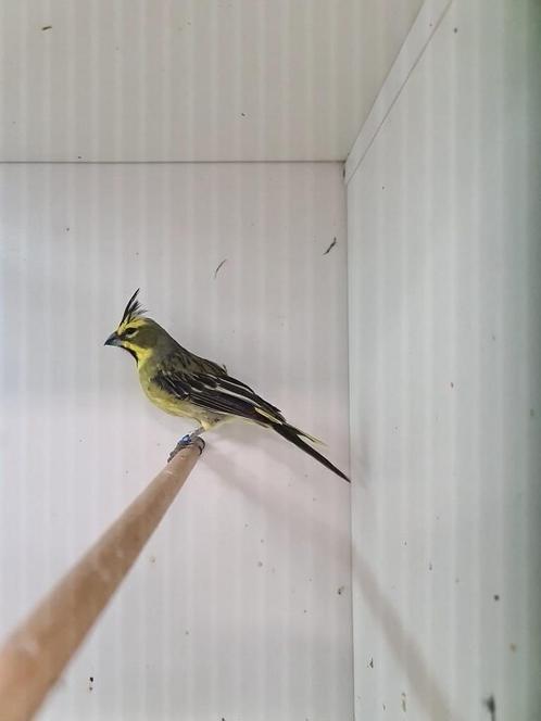 1-1 groene kardinalen, Dieren en Toebehoren, Vogels | Overige Vogels, Tropenvogel, Meerdere dieren, Geringd