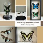 Opgezette vlinders in stolp of lijst, Nieuw, Opgezet dier, Ophalen of Verzenden