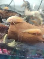 Albino Corydoras, Dieren en Toebehoren, Vissen | Aquariumvissen, Vis
