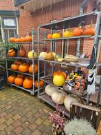 Verse Pompoenen te Koop!, Ophalen, Volle zon, Groenteplanten, Eenjarig