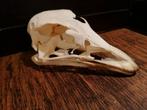 Kaapse struisvogel schedel, Ophalen of Verzenden, Nieuw, Schedel