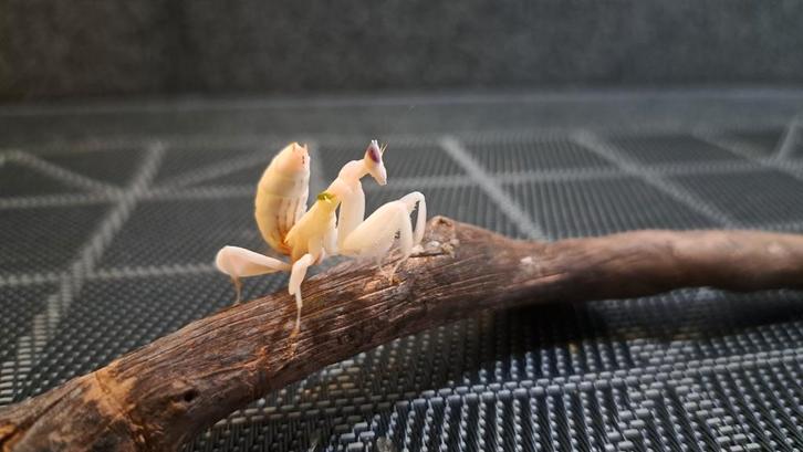 Orchidee bidsprinkhaan (Hymenopus coronatus), Dieren en Toebehoren, Insecten en Spinnen, Sprinkhaan of Krekel
