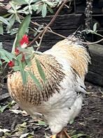 Haan     gratis, Dieren en Toebehoren, Pluimvee, Mannelijk, Kip