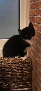 Kitten mannetje, Dieren en Toebehoren, Katten en Kittens | Overige Katten, Poes