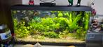 Aquarium met inhoud in GOUDA, Dieren en Toebehoren, Ophalen, Gevuld zoetwateraquarium