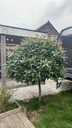 Red Robin op stam, 100 tot 250 cm, Zomer, Ophalen, Volle zon
