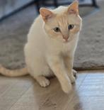 Siamees  mannetje, Dieren en Toebehoren, Katten en Kittens | Raskatten | Korthaar, Kater