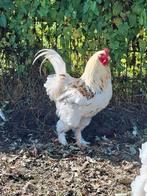 Brahma haan, Dieren en Toebehoren, Pluimvee, Mannelijk, Kip