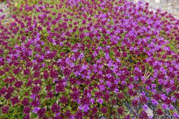 Thymus - tijm tuinplanten  2,05€  beschikbaar voor biedingen