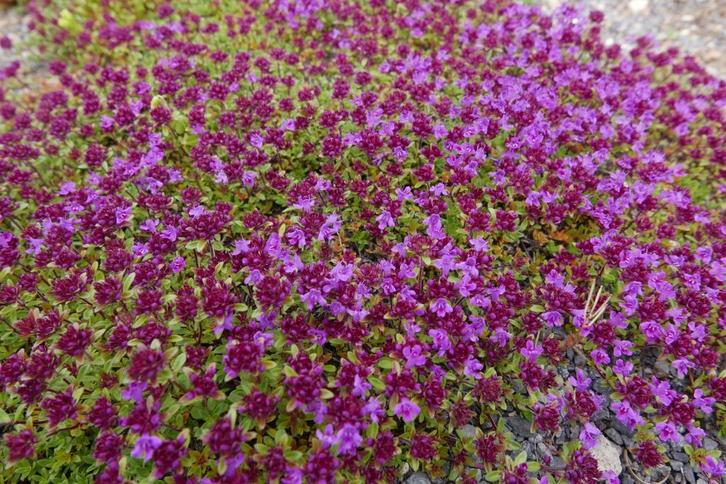 Thymus - tijm tuinplanten  2,05€, Tuin en Terras, Planten | Tuinplanten, Overige soorten, Halfschaduw, Ophalen of Verzenden