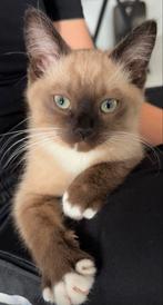 100% Ragdoll, Dieren en Toebehoren, Katten en Kittens | Raskatten | Langhaar, Kater, Ontwormd, 0 tot 2 jaar