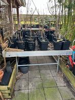 1 of 2 Aluminium Kweektafels - 150x145x70cm, Tuin en Terras, Kassen, Gebruikt, Overige materialen, Kweekkas, Ophalen of Verzenden