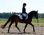 connemara pony en shetlander, Dieren en Toebehoren, Pony's, Merrie, Gechipt, Dressuurpony, L