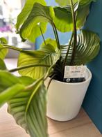 Calathea, Huis en Inrichting, Kamerplanten, Ophalen of Verzenden, Overige soorten, Minder dan 100 cm