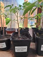 Tomatenplantjes en andere moestuinplantjes, Tuin en Terras, Ophalen, Volle zon, Groenteplanten, Eenjarig