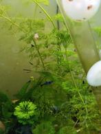 Garnalen blauw, Kreeft, Krab of Garnaal