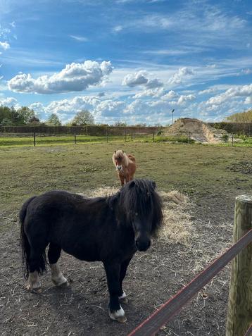 Shetlander/ knuffel pony beschikbaar voor biedingen