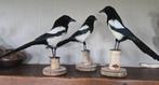 pgezette dieren en vogels: opgezette eksters, Ophalen of Verzenden, Nieuw, Vogel, Opgezet dier