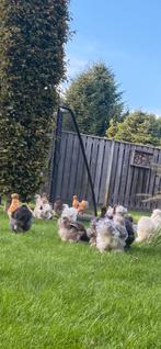 Broedeieren USA Zijdehoen, Dieren en Toebehoren, Pluimvee, Geslacht onbekend, Kip