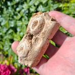 Mosasaurus kaak fragment Khouribga Marroko, Verzamelen, Mineralen en Fossielen, Ophalen of Verzenden, Fossiel