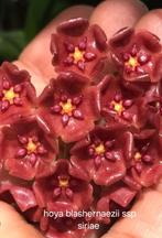 Laatste Hoya blashernaezii ssp siariae, Overige soorten, In pot, Minder dan 100 cm, Bloeiende kamerplant