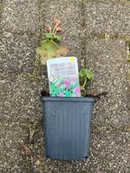 Geranium macrorrhizum - Ooievaarsbek, Tuin en Terras, Ophalen, Bodembedekkers, Vaste plant, Halfschaduw