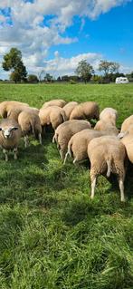 Jonge dekrammen aangeboden, Dieren en Toebehoren, Schapen, Geiten en Varkens, Mannelijk, Schaap