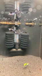 Platinum dragon dumbo raszuivere guppen, Dieren en Toebehoren, Vissen | Aquariumvissen, Vis