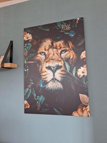 Leeuw foto op aluminium 70x100cm beschikbaar voor biedingen