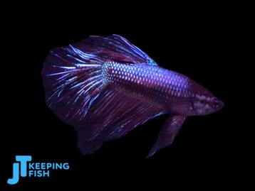 Betta Male Super Delta - Siamese Kempvis (004) beschikbaar voor biedingen