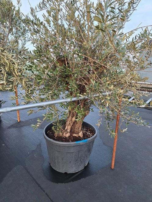 Mooie Old Skin olijfbomen te koop!, Tuin en Terras, Planten | Bomen, Olijfboom, 100 tot 250 cm, Volle zon, Ophalen of Verzenden