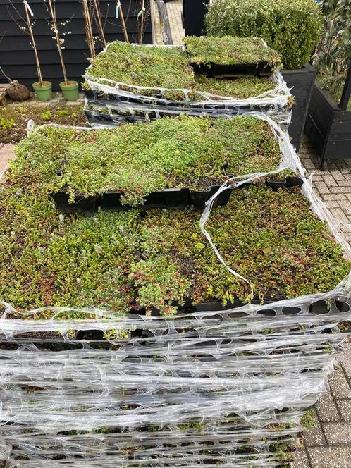 Groendak Sedum cassettes voor zelf makkelijk te maken dak, Tuin en Terras, Planten | Tuinplanten, Vaste plant, Volle zon, Zomer