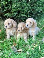 Cockapoo pups, CDV (hondenziekte), 8 tot 15 weken, Meerdere, Meerdere dieren
