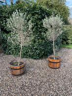 Twee olijfbomen in houten kuip., Tuin en Terras, Planten | Bomen, Ophalen