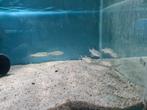 Megalops Atlanticus, Tarpon, Dieren en Toebehoren, Vis, Zoetwatervis