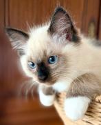 Ragdoll kittens, Dieren en Toebehoren, Katten en Kittens | Raskatten | Langhaar, Meerdere dieren, Ontwormd, 0 tot 2 jaar