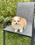 Pomeranian Teefje Te Koop, Dieren en Toebehoren, Particulier, 15 weken tot 1 jaar, Buitenland, Teef