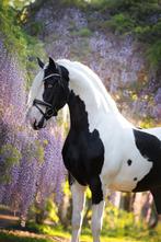 Goedgekeurd homozygoot tobiano Barock Pinto dekhengst !, Dieren en Toebehoren, Paarden en Pony's | Dekhengsten en Fokmerries, Hengst