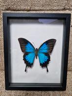 Opgezet vlinder insect, Ophalen of Verzenden, Insect, Opgezet dier