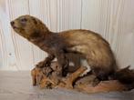 Opgezette hermelijn of bunzing taxidermie, Ophalen of Verzenden, Zo goed als nieuw, Vogel, Opgezet dier