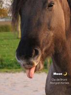 Siver Moon Morgan horse, Dieren en Toebehoren, Paarden, Merrie, Minder dan 160 cm, Gechipt, Zadelmak