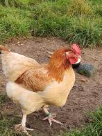 Marans tarwe kleur, Dieren en Toebehoren, Vrouwelijk, Kip